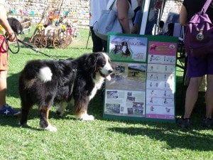 bovaro del bernese raduno grabber folgaria 2016 15